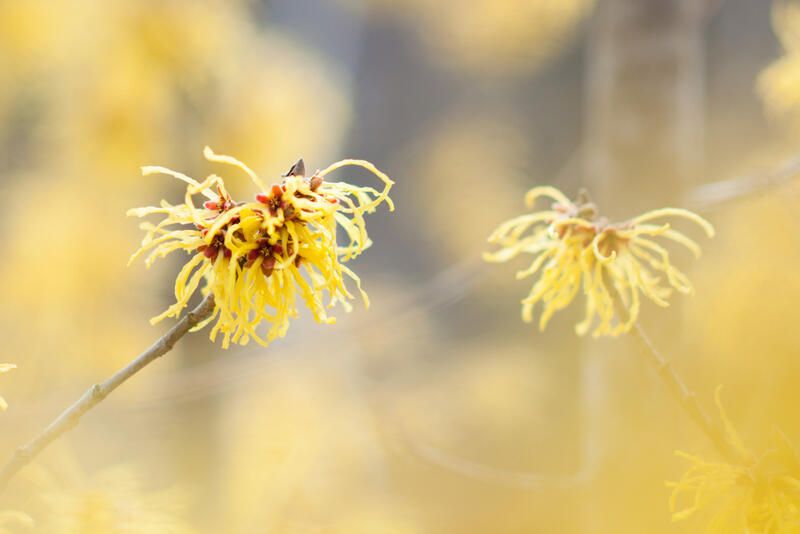 Planting Guide: Witch Hazel Plant Care - Shrubhub
