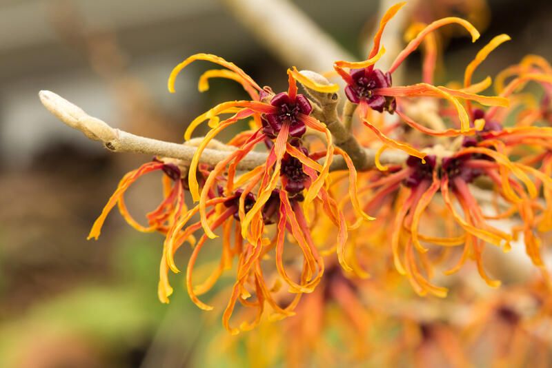 Planting Guide: Witch Hazel Plant Care - Shrubhub