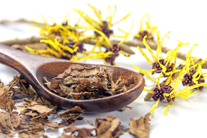 Planting Guide: Witch Hazel Plant Care - Shrubhub