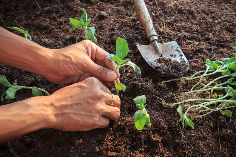 How to Grow Sunflowers: All You Need To Know - Shrubhub