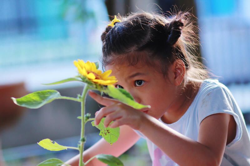 How to Grow Sunflowers: All You Need To Know - Shrubhub