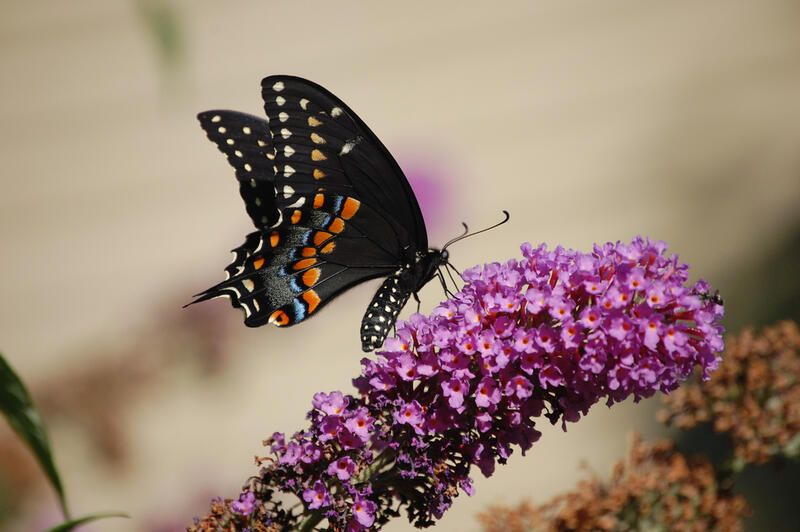 The Complete A - Z Guide on Butterfly Bush Care - Shrubhub