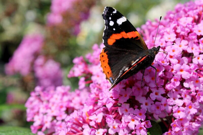 The Complete A - Z Guide on Butterfly Bush Care - Shrubhub