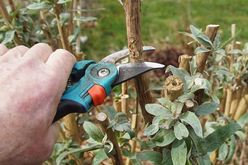 The Complete A - Z Guide on Butterfly Bush Care - Shrubhub