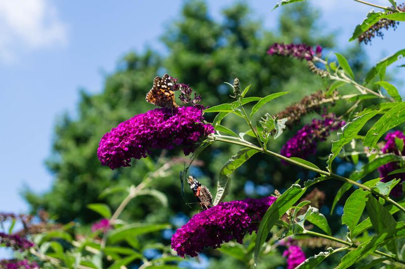 The Complete A - Z Guide on Butterfly Bush Care - Shrubhub