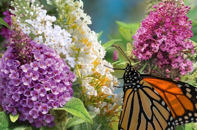 The Best Drought Tolerant Plants For A Sustainable Yard - Shrubhub