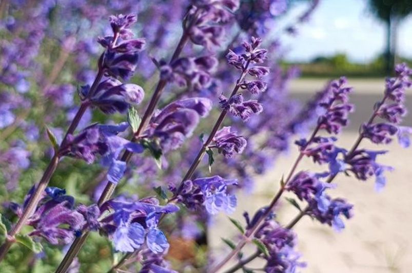 The Best Drought Tolerant Plants For A Sustainable Yard - Shrubhub