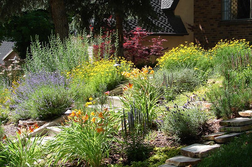 The Best Drought Tolerant Plants For A Sustainable Yard - Shrubhub