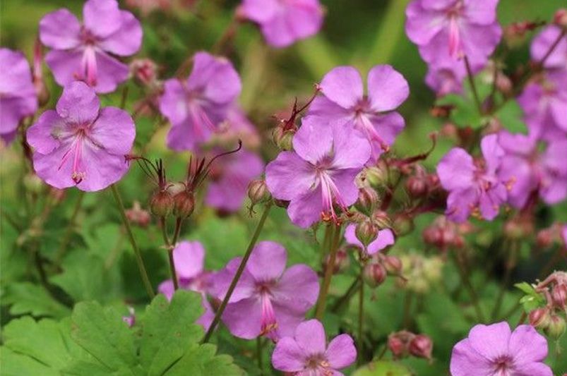 The Best Drought Tolerant Plants For A Sustainable Yard - Shrubhub