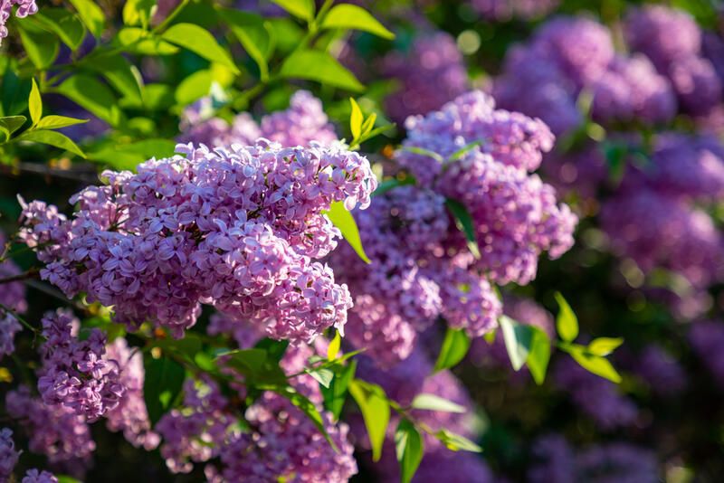 Everything You Need to Know About Lilac Plant Care - Shrubhub