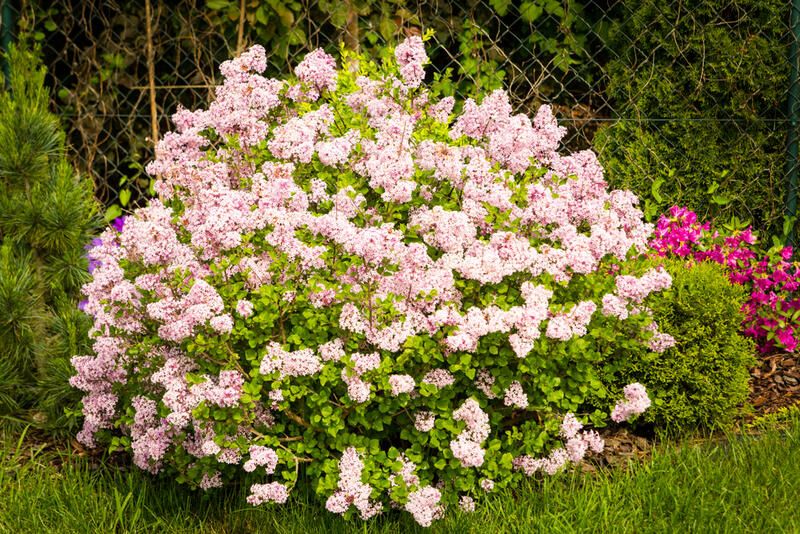 Everything You Need to Know About Lilac Plant Care - Shrubhub