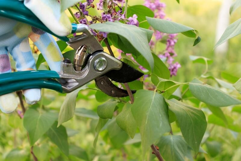 Everything You Need to Know About Lilac Plant Care - Shrubhub