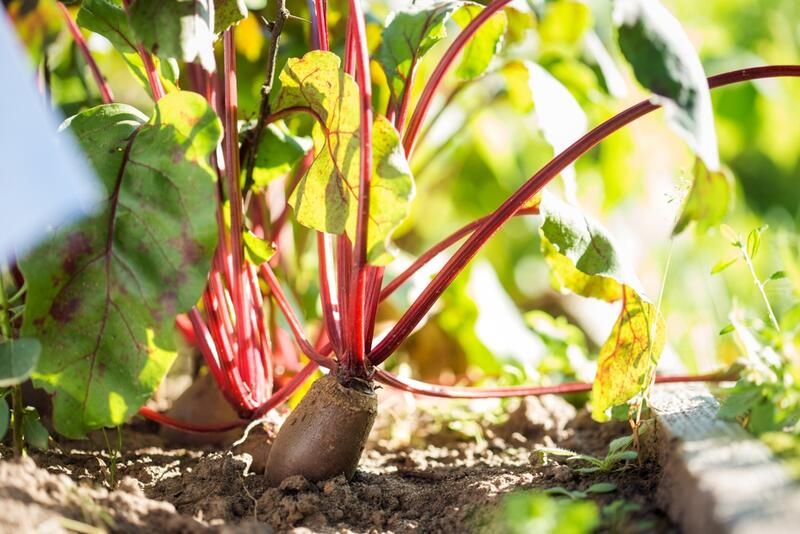 The Ultimate Guide To Scrap Gardening And 20 Plants That You Can Regrow At Home - Shrubhub