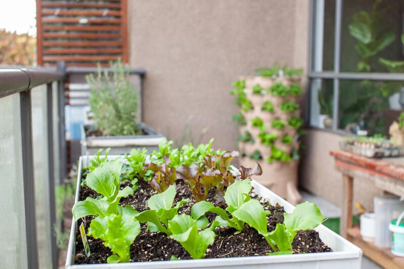 The Ultimate Guide To Scrap Gardening And 20 Plants That You Can Regrow At Home - Shrubhub