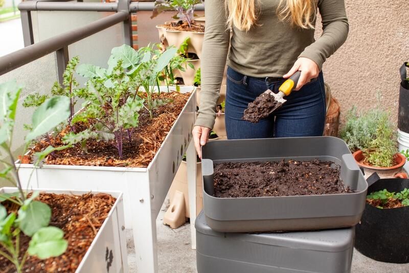 The Ultimate Guide To Scrap Gardening And 20 Plants That You Can Regrow At Home - Shrubhub