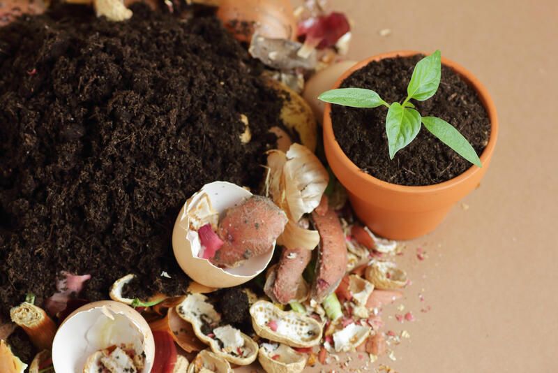 The Ultimate Guide To Scrap Gardening And 20 Plants That You Can Regrow At Home - Shrubhub