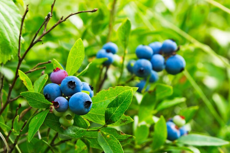 The Perfect Edible Berry Plants for Foodscaping - Shrubhub