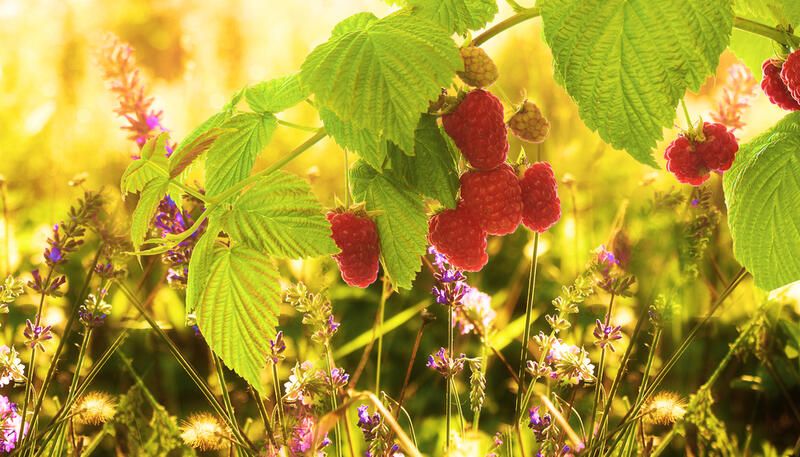 The Perfect Edible Berry Plants for Foodscaping - Shrubhub