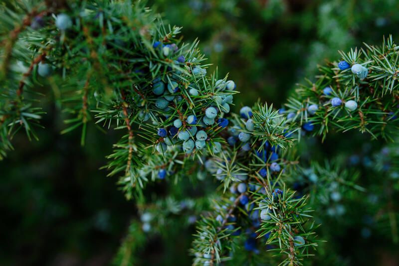 The Perfect Edible Berry Plants for Foodscaping - Shrubhub