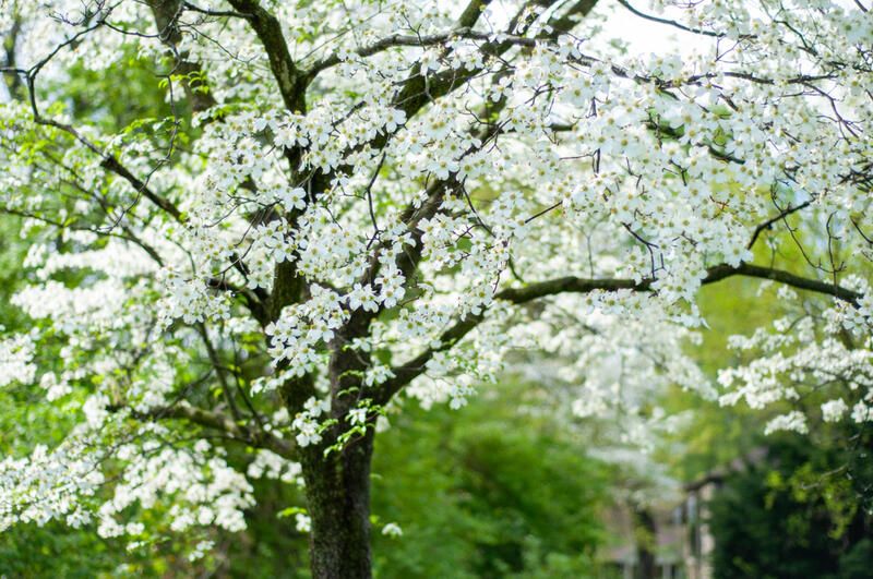 ShrubHub's Top 10 Trees for Small Gardens - Shrubhub