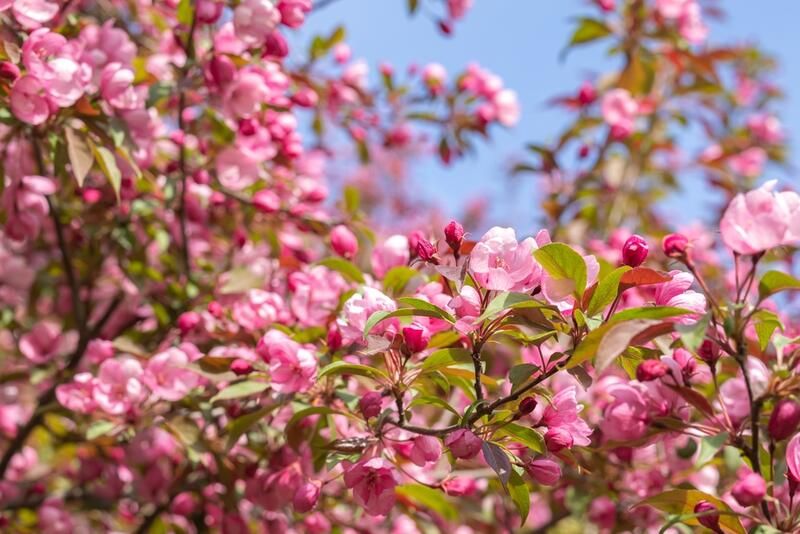 ShrubHub's Top 10 Trees for Small Gardens - Shrubhub