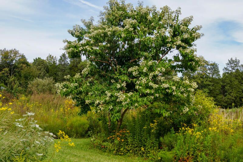 ShrubHub's Top 10 Trees for Small Gardens - Shrubhub