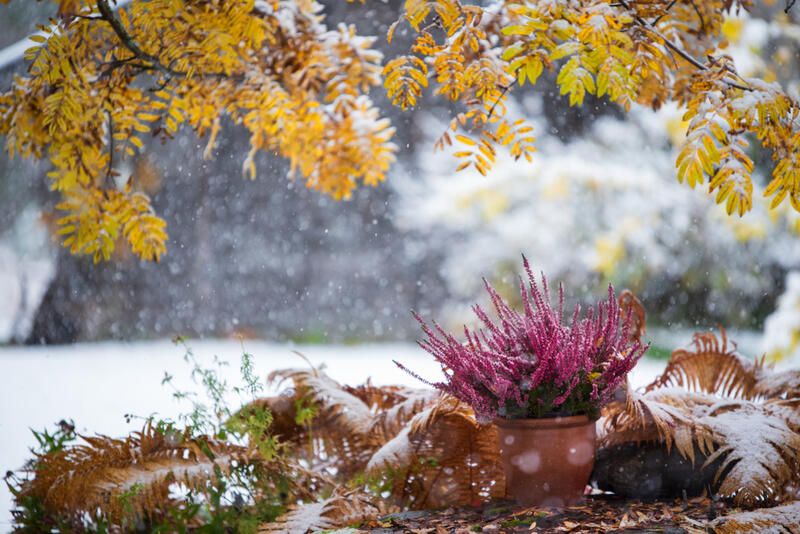 Everything You Need To Do: January Gardening Edition - Shrubhub