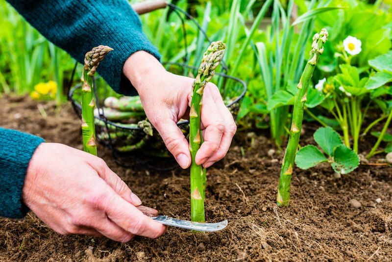 Everything You Need To Do: January Gardening Edition - Shrubhub