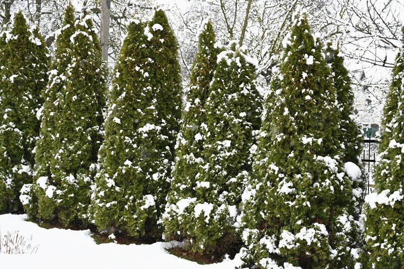 The Perfect Plant Covers for Winter - Shrubhub