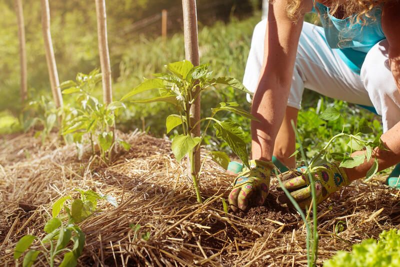 The Perfect Plant Covers for Winter - Shrubhub