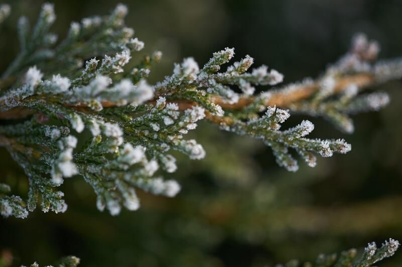 The Best Cold Hardy Plants for Any Winter Garden - Shrubhub