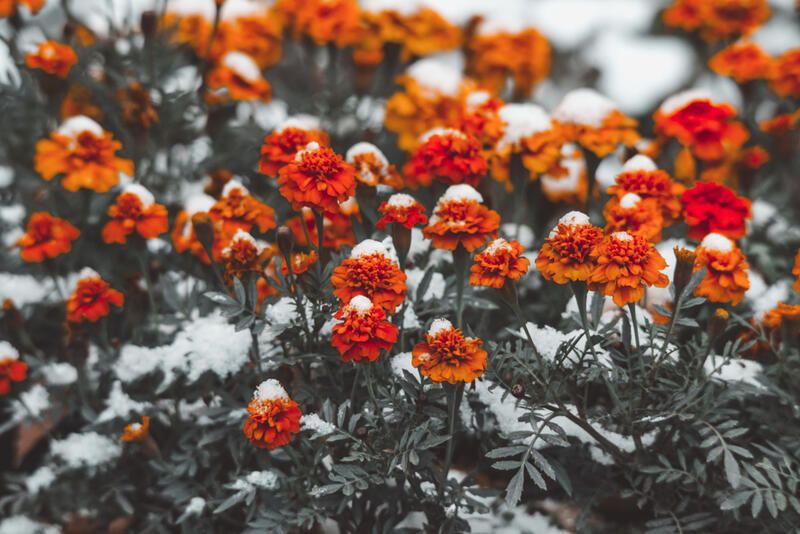 The Best Cold Hardy Plants for Any Winter Garden - Shrubhub