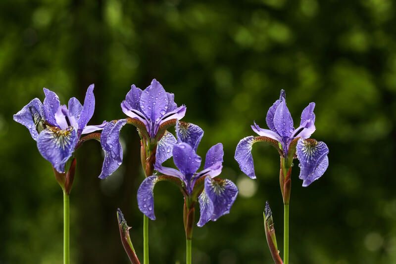 The Best Cold Hardy Plants for Any Winter Garden - Shrubhub