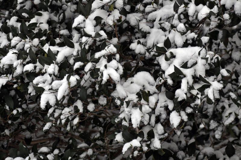 The Best Cold Hardy Plants for Any Winter Garden - Shrubhub