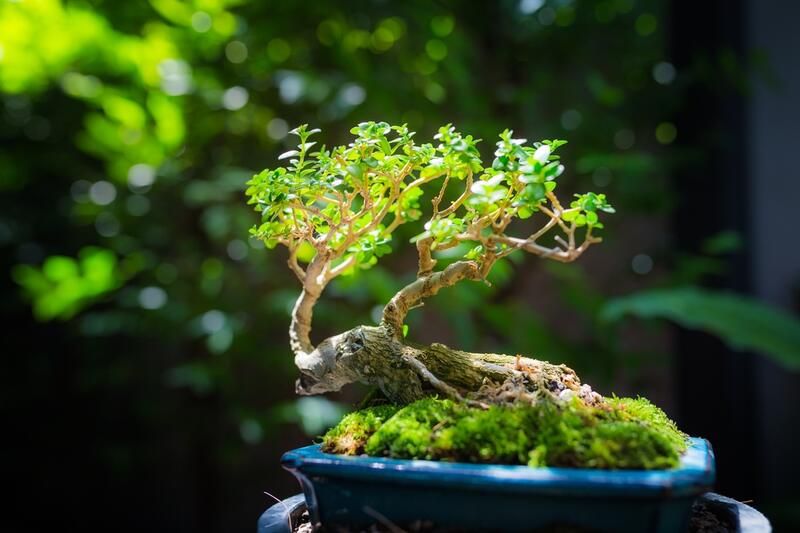 Bonsai Plants Benefits: A Hobby to Help You Relax!