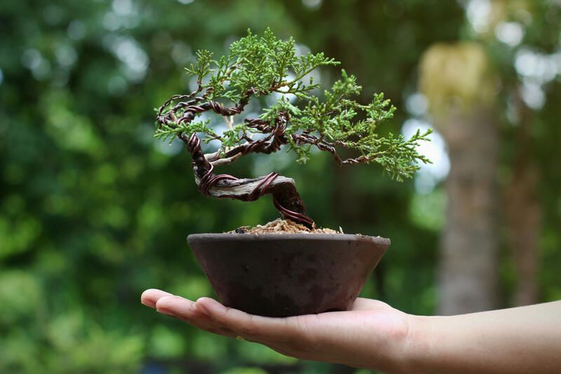 The Beauty to Bonsai Garden Design - Shrubhub