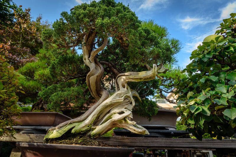 The Beauty to Bonsai Garden Design - Shrubhub