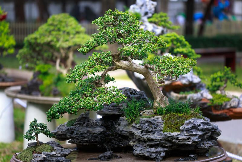 The Beauty to Bonsai Garden Design - Shrubhub