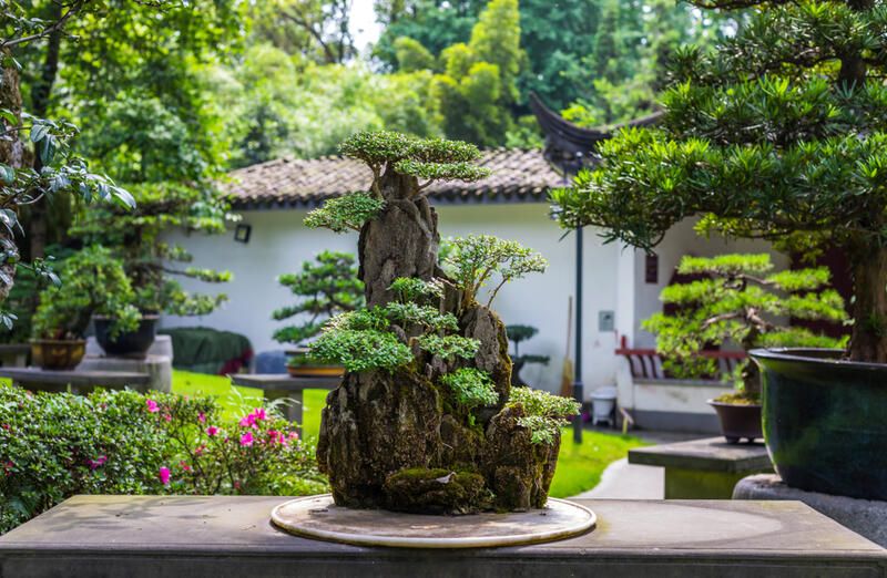 The Beauty to Bonsai Garden Design - Shrubhub