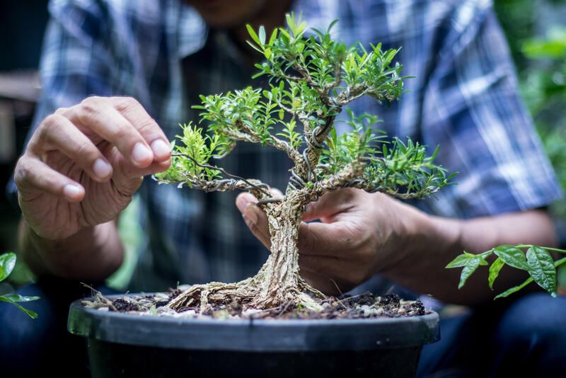 The Beauty to Bonsai Garden Design - Shrubhub