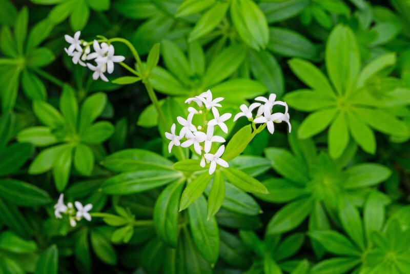 The Best Ground Cover Plants For your Yard