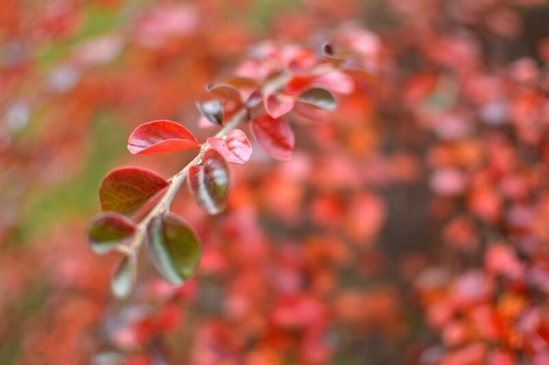 The Best Ground Cover Plants For your Yard - Shrubhub