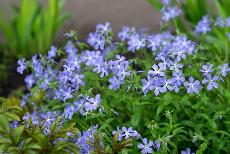 The Best Ground Cover Plants For your Yard - Shrubhub