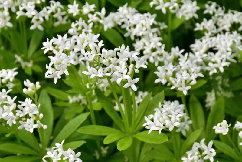 The Best Ground Cover Plants For your Yard - Shrubhub