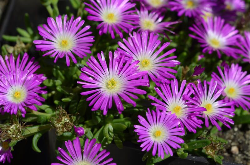 The Best Ground Cover Plants For your Yard - Shrubhub