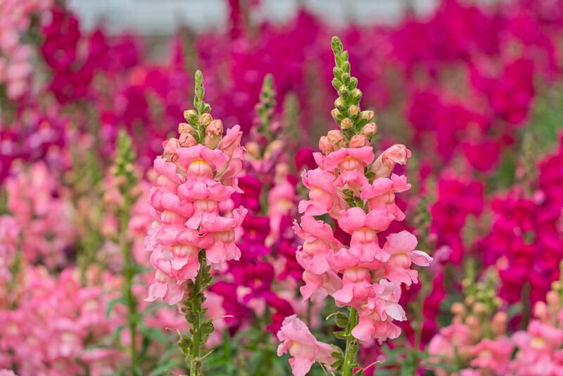 15 Winter Annuals That Will Fill Your Garden With Beautiful Colors - Shrubhub