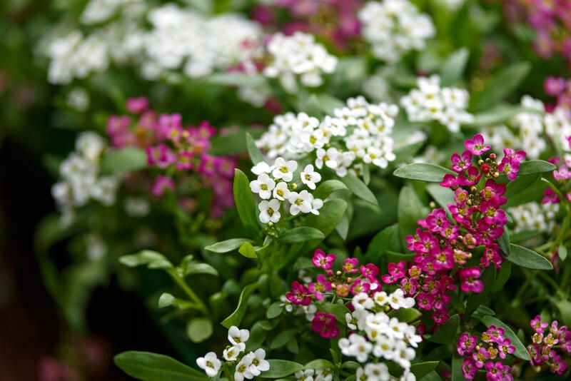 15 Winter Annuals That Will Fill Your Garden With Beautiful Colors - Shrubhub