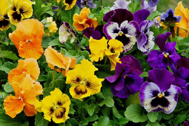 15 Winter Annuals That Will Fill Your Garden With Beautiful Colors - Shrubhub