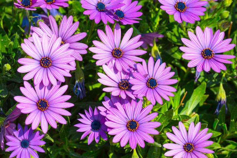 15 Winter Annuals That Will Fill Your Garden With Beautiful Colors - Shrubhub