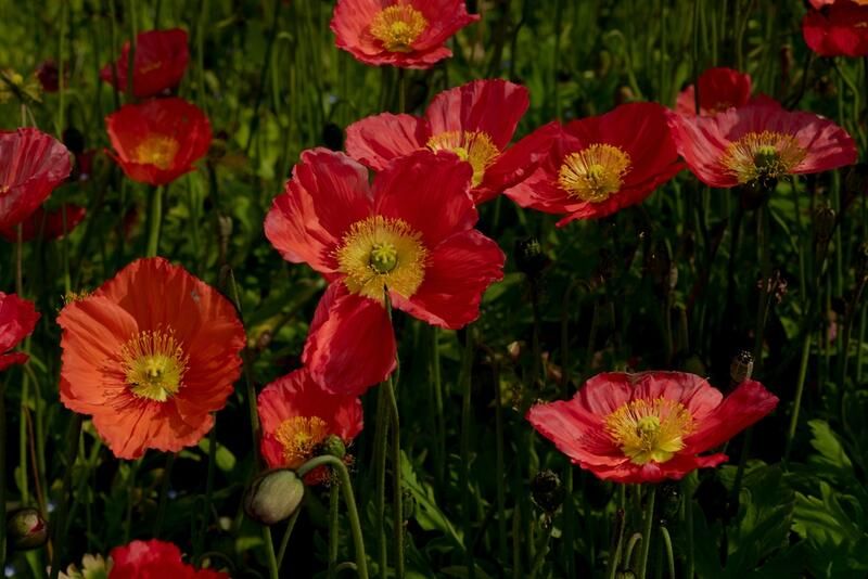 15 Winter Annuals That Will Fill Your Garden With Beautiful Colors - Shrubhub